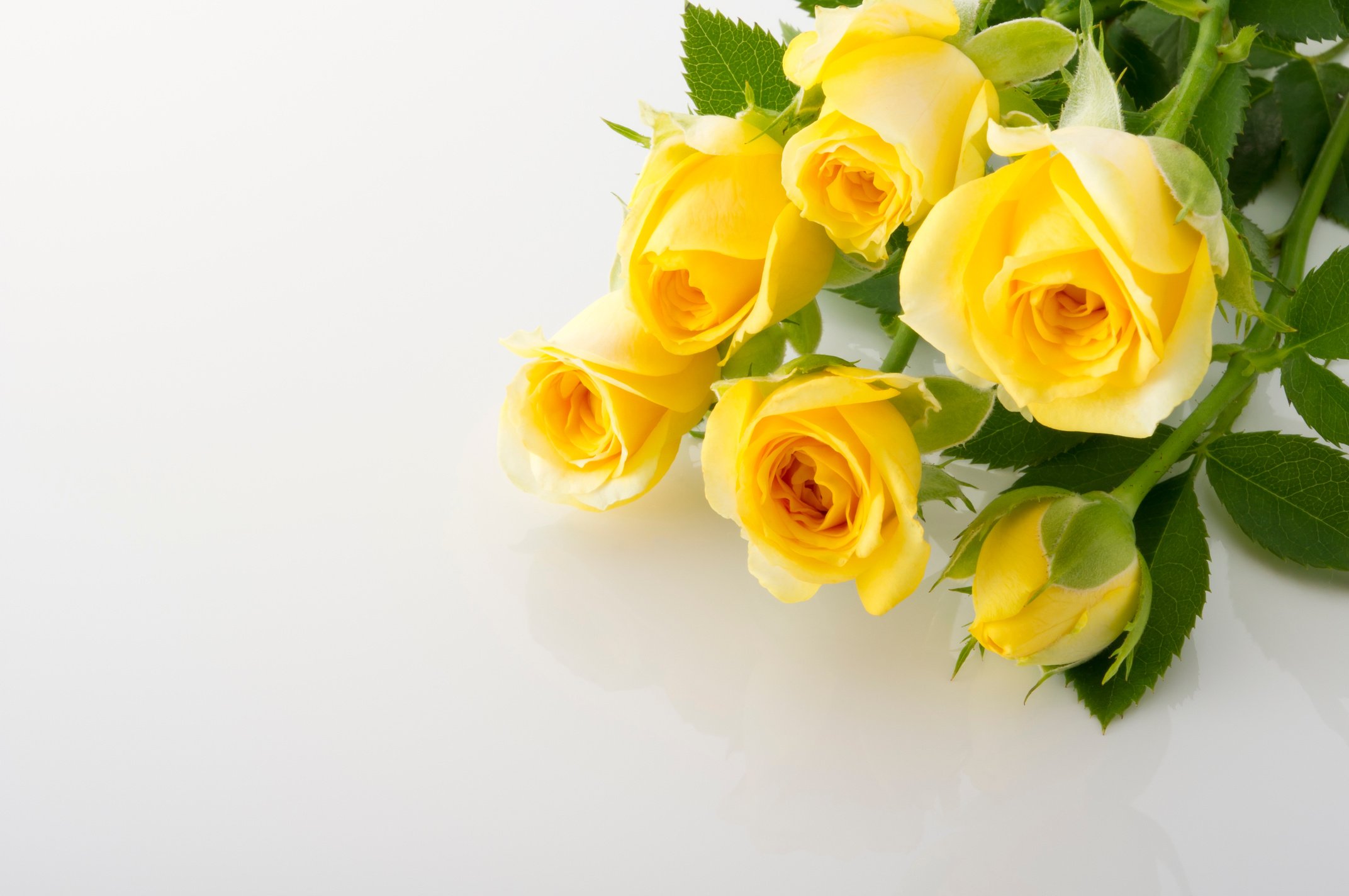 Yellow rose